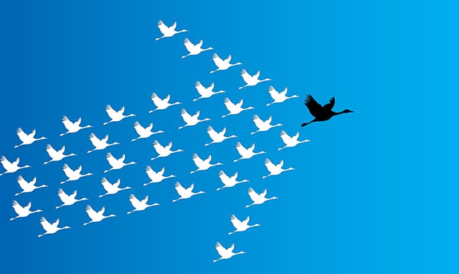 Flock of birds migrating in shape of an arrow moving foward